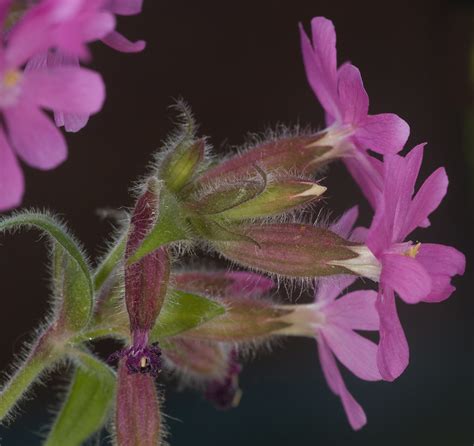 P6144300expexp | Silene dioica flower | Seppo Nevalainen | Flickr