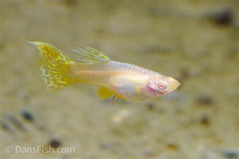 Albino Yellow Cobra Guppy Pair M F Poecilia Reticulata Dan S Fish