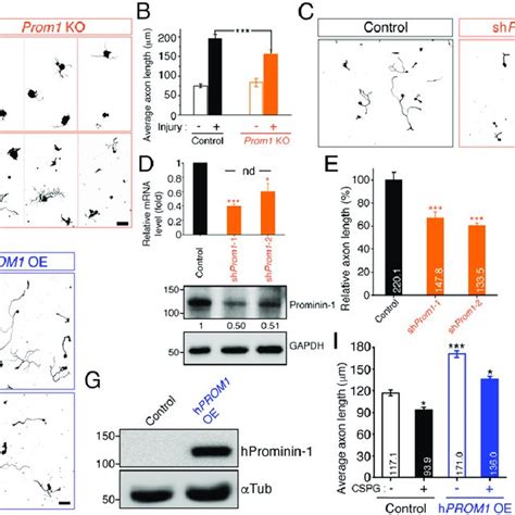 Prom Is Required For Axon Regeneration A In Vivo Axon Regeneration