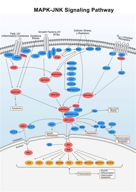 Elabscience Mapk Jnk Signaling Pathway Pathways Cell Biology Cell Cycle