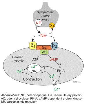 CV Pharmacology: Beta-Adrenoceptor Antagonists (Beta-Blockers ...