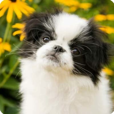 Japanese Chin Puppies for Sale | Buckeye Puppies