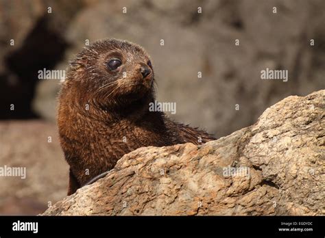 A Baby Southern Fur Seal Looking Back Stock Photo Alamy