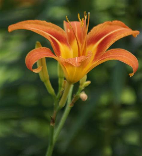 The National Flower of France: The Stylized Lily