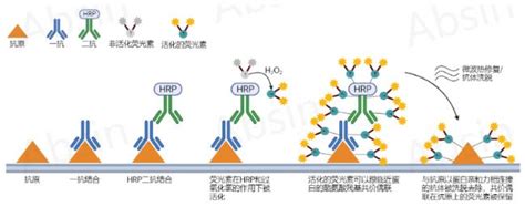 用冰冻切片做多重荧光免疫组化mihc的实验操作步骤生物器材网