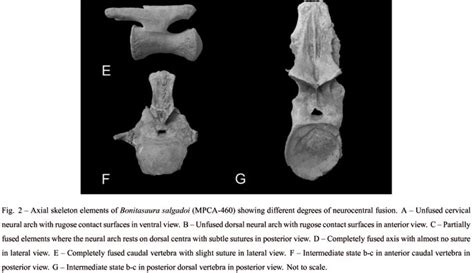 Scielo Brasil Notes On The Axial Skeleton Of The Titanosaur