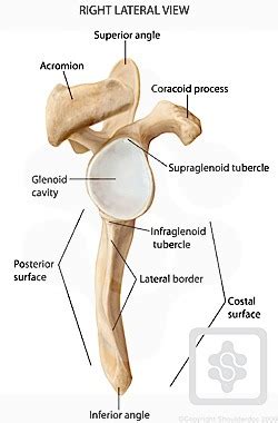 Glenoid cavity