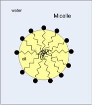 Quiz 4 Lab Epidemiology Transfer And Aseptic Techniques Flashcards