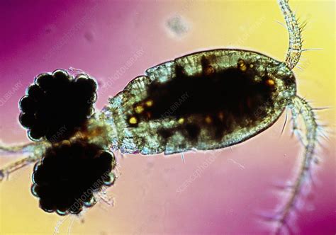 lm  cyclops sp  freshwater crustacean stock image