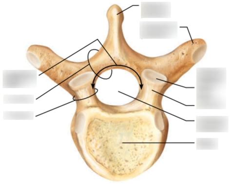 Typical Vertebra Diagram Quizlet