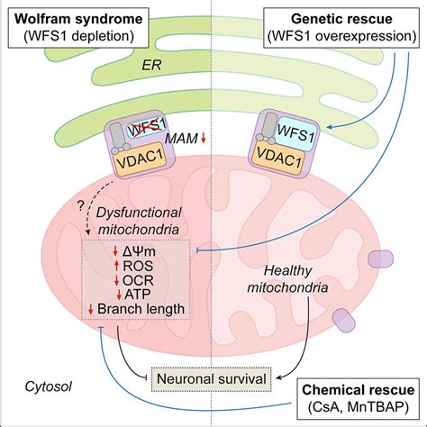 Depletion Of WFS1 Compromises Mitochondrial Function In HiPSC Derived