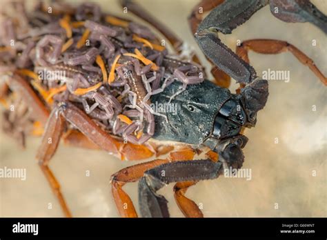 Scorpion With Babies Hi Res Stock Photography And Images Alamy