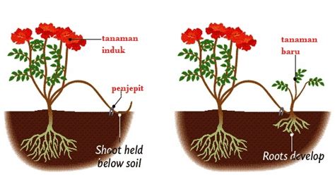 Reproduksi Aseksual Pada Tumbuhan ~ Biologyforeduscience