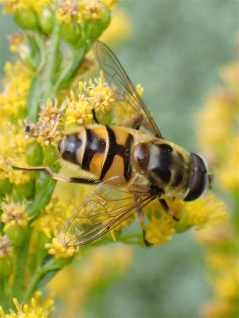 Myathropa Florea Totenkopfschwebfliege Myathropa Florea Flickr