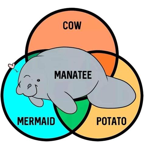 The Majestic Manatee Best Funny Jokes Funny Meme Pictures Funny Jokes