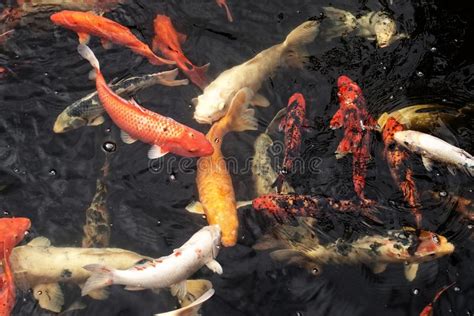 Peixes Japoneses Brancos E Vermelhos Coloridos Da Carpa Que Nadam Em