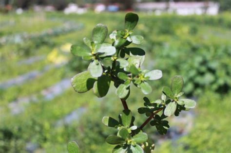 Verdolaga C Mo Cuidar Esta Suculenta Rica En Antioxidantes Minuto