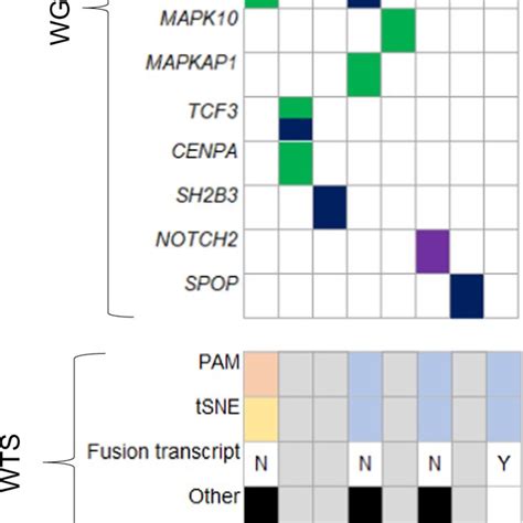 The Landscape Of Subtype Defining Genetic Alterations Oncoplot Showing Download Scientific