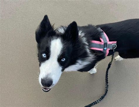 Border Collie Husky Mix (Border Husky): Owner's Guide