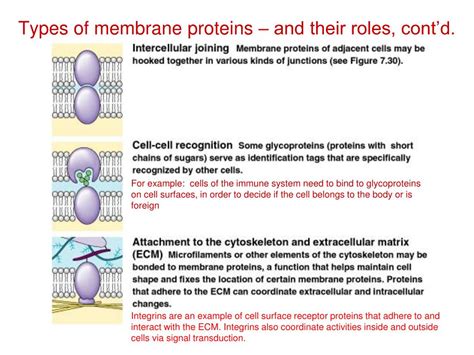 Ppt Membrane Structure And Function Powerpoint Presentation Free