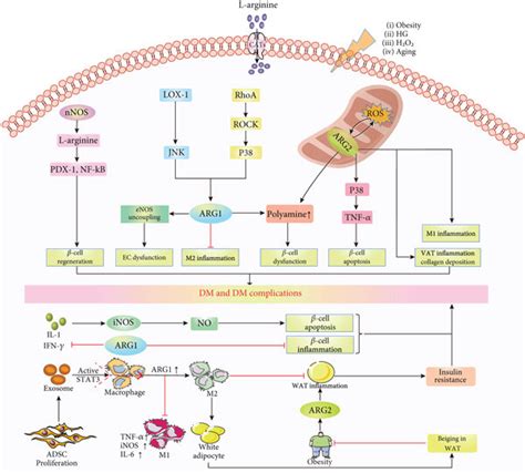 Arginase Promotes Dm And Dm Complications Through Multiplicate