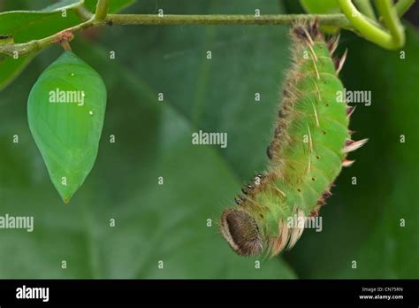 Blue Morpho Caterpillar High Resolution Stock Photography and Images ...