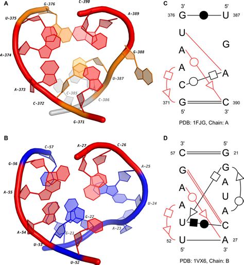 The 3d And Secondary Structures Of Two Internal Loops In A 16s Rrna And