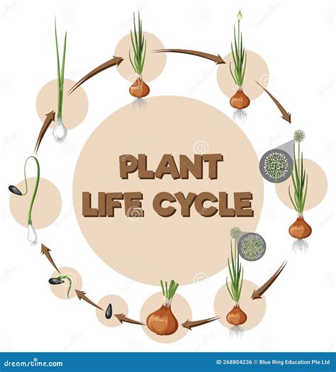 Onion Life Cycle Vector Illustration Cartoondealer