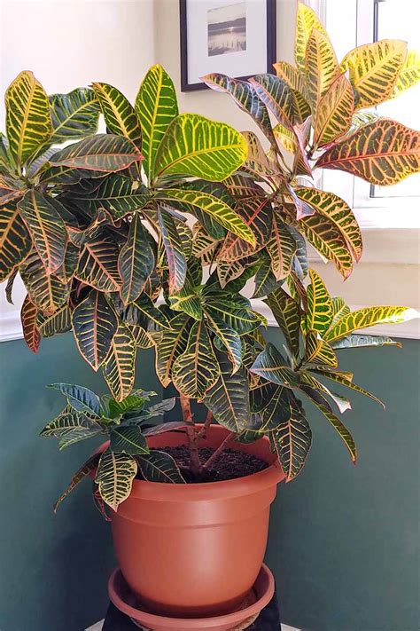 How to Cultivate Croton Plants Indoors | Gardener’s Path