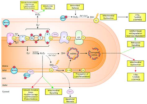 Overview Of Mitochondrial Redox Dynamics And The Complexities