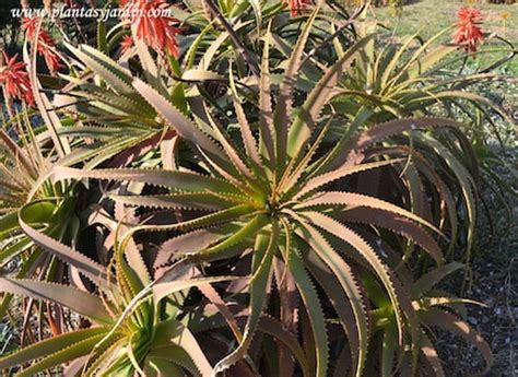 Aloe Arborescens El Aloe Candelabro Plantas Y Jardín