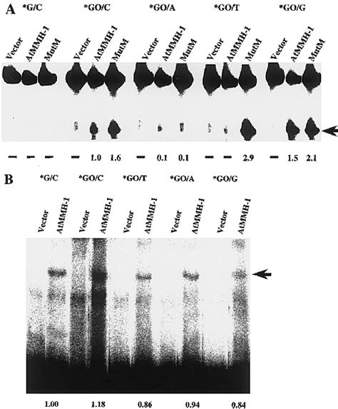 A Dna Repair Activities Of Atmmh 1 Protein Synthesized In Vitro