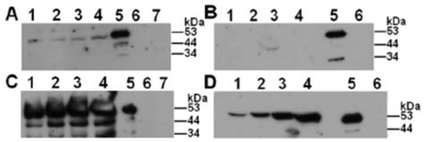 Prekallikrein structure over time after interaction with CHO-745 cells ...