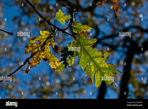 Fall Oak tree leaves Stock Photo - Alamy