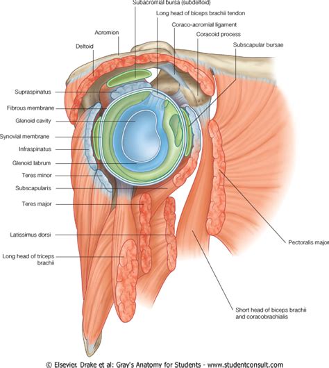 The Glenoid Cavity Is a Point of Articulation Between - ElikruwCherry