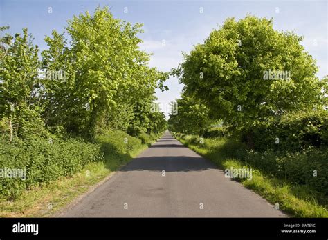 Lime Tiliaceae Tilia Cordata Avenue Avenues Road Roads Spring Scenic