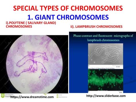 Special Types Of Chromosomes Smg Ppt