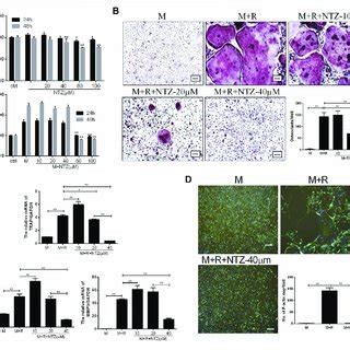 Nitazoxanide Inhibited Rankl Mediated Osteoclastogenesis In Vitro