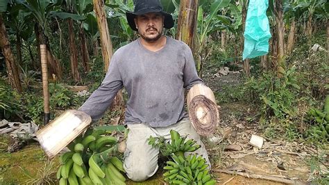 banana prata doente o mal do Panamá e variedades resistente a