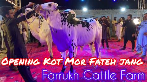 Farrukh Cattle Farm 2023 Opening Kot Mor Fateh Jang Big