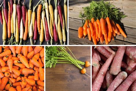 Different Types Of Carrots Carrot Nutrition Facts Carrots Carrot