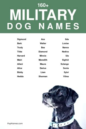 160+ Military Dog Names (+ Meanings) | PupNames.com™