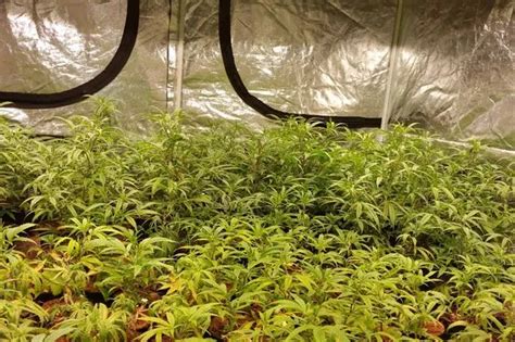 Inside The £1 2m Cannabis Farm In Southport Liverpool Echo