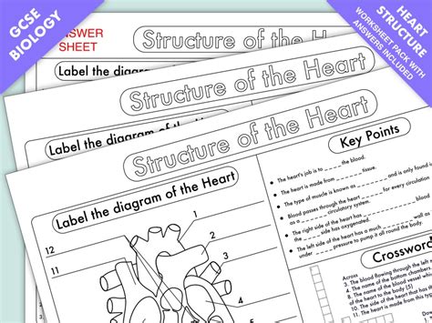 GCSE Biology: Heart Structure Worksheet Pack | Teaching Resources