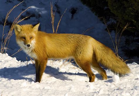 #752315 4K, Foxes, Snow - Rare Gallery HD Wallpapers