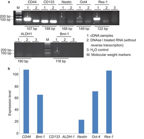 Reverse Transcription Polymerase Chain Reaction Messenger Rna Mrna