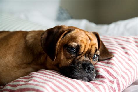 Dog Illness Symptoms: Signs Your Dog Is Sick | Reader's Digest