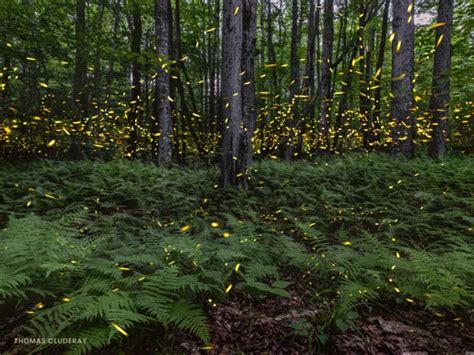how to create a firefly habitat