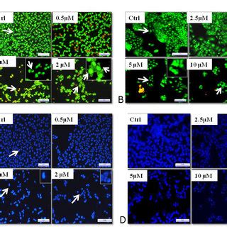 Shematic Representation Of Anti Proliferation Effect Of Niclosamide On