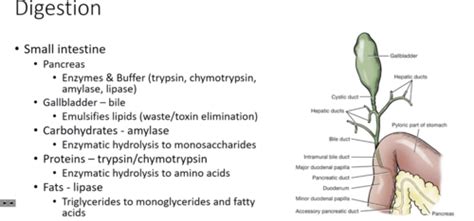 Systemic Pathology Exam Flashcards Quizlet